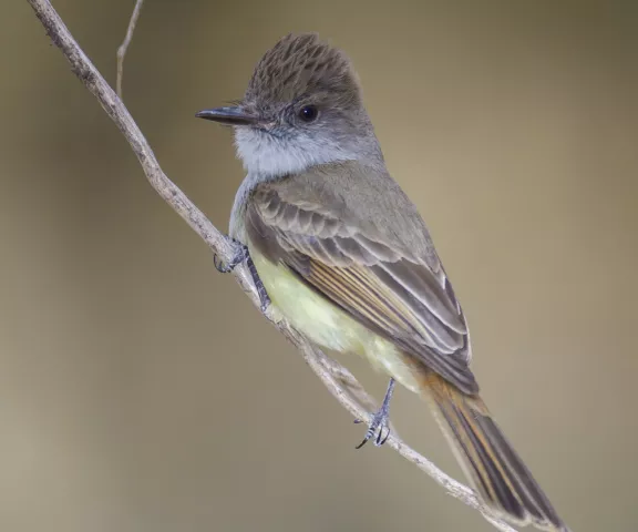 Dusky-capped Flycatcher - Photo by Brian Small