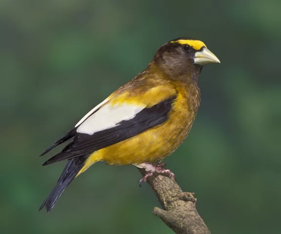 Evening Grosbeak - Photo by Brian Small