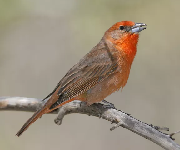 Hepatic Tanager - Photo by Brian Small