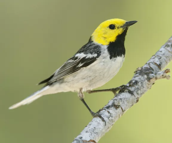 Hermit Warbler - Photo by Brian Small