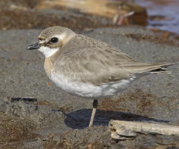 Lesser Sand-Plover - Photo by Brian Small