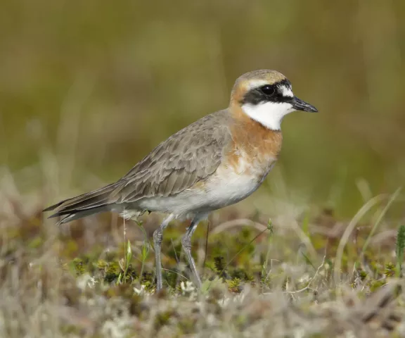 Lesser Sand-Plover - Photo by Brian Small