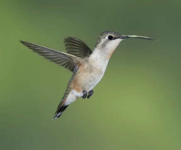 Lucifer Hummingbird - Photo by Brian Small