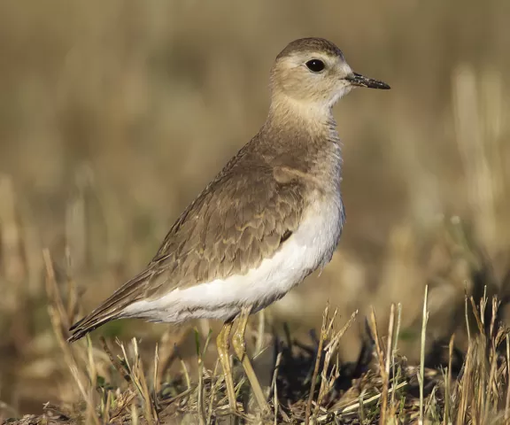 Mountain Plover - Photo by Brian Small