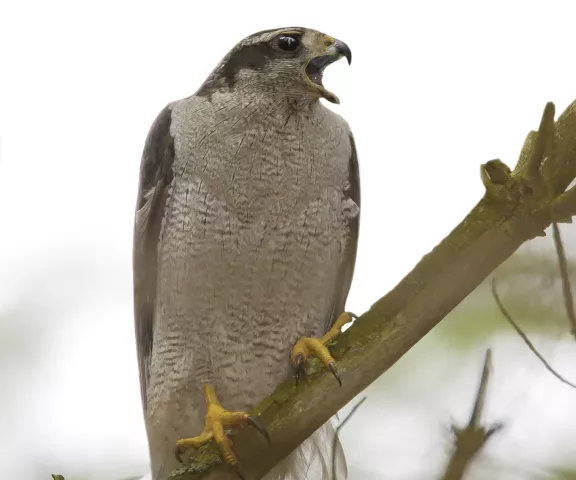 Northern Goshawk - Photo by Brian Small