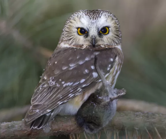 Northern Saw-whet Owl - Photo by Brian Small