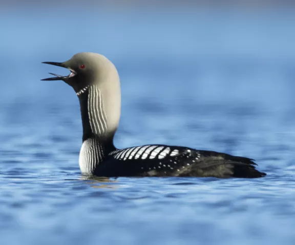 Pacific Loon - Photo by Brian Small