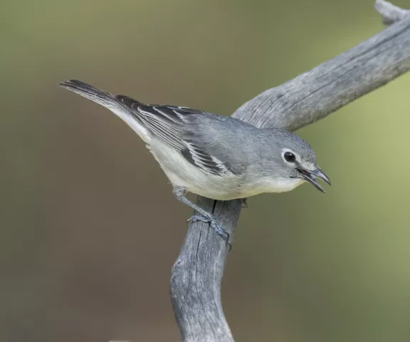 Plumbeous Vireo - Photo by Brian Small