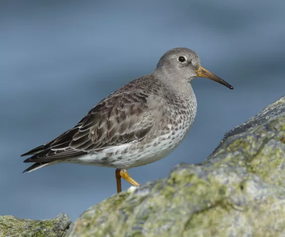 Purple Sandpiper - Photo by Brian Small