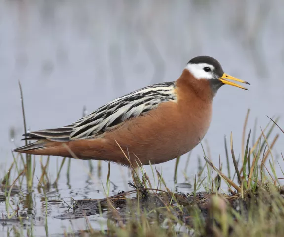 Red Phalarope - Photo by Brian Small