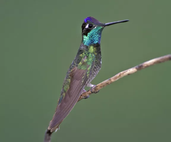 Rivoli's Hummingbird - Photo by Brian Small