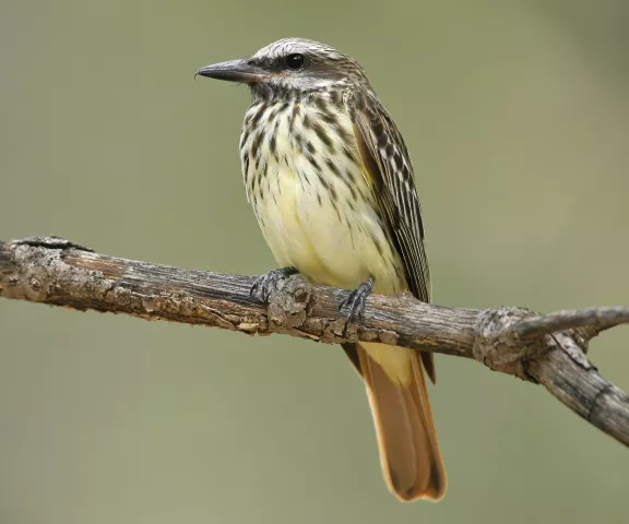 Sulphur-bellied Flycatcher - Photo by Brian Small