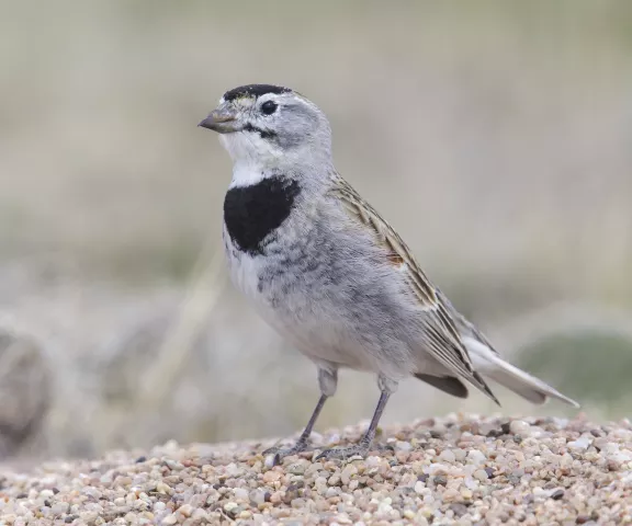 Thick-billed Longspur - Photo by Brian Small