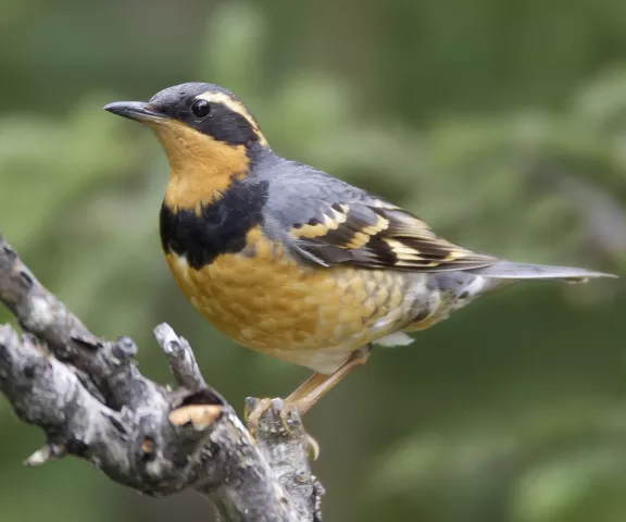 Varied Thrush - Photo by Brian Small