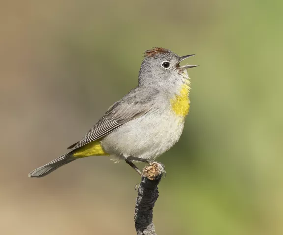 Virginia's Warbler- Photo by Brian Small