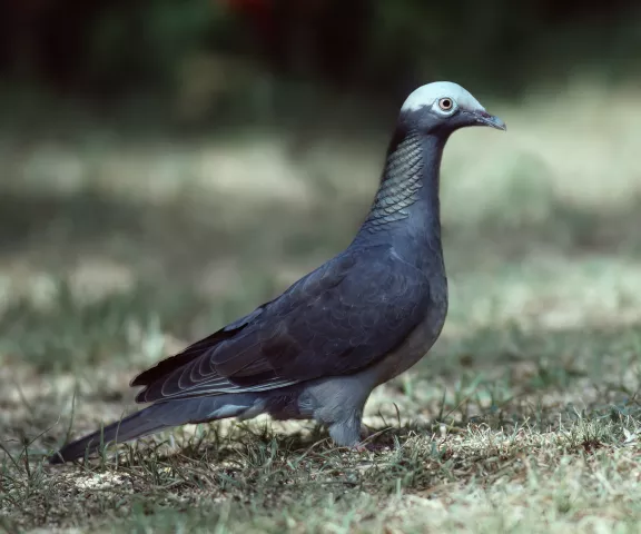 White-crowned Pigeon - Photo by Brian Small