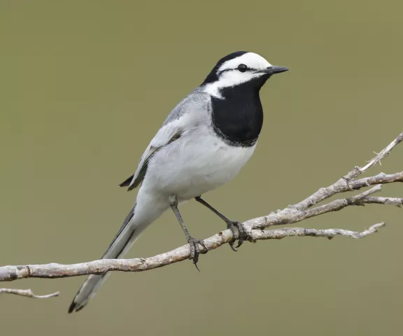 White Wagtail - Photo by Brian Small