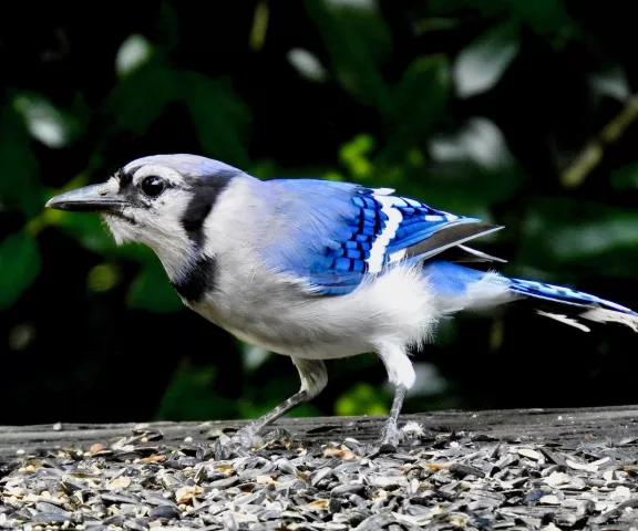 Blue Jay by Van Remsen