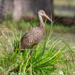 Limpkin - Photo by Ricky Aizen