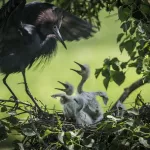 Blue Heron at Jefferson Island Rip's Rookery