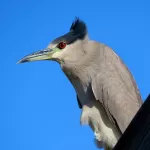 Black-crowned Night-Heron - Photo by Vicki Sensat