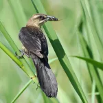 Boat-tailed Grackle - Photo by Erik Johnson