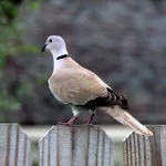 Eurasian Collared-Dove - Photo by Vicki Sensat