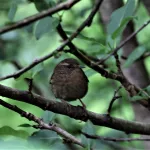 Pacific Wren - Photo by Joan M. Garvey