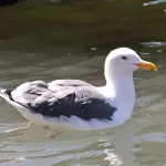 Western Gull - Photo by Joan M. Garvey