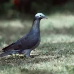 White-crowned Pigeon - Photo by Brian Small