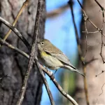 Yellow-rumped Warbler (Audubon's) - Photo by Nancy Ellington