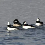 Bufflehead - Photo by Cyndy Hardaker