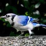 Blue Jay by Van Remsen