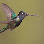 Rivoli's Hummingbird - Photo by Brian Small